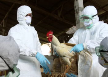 Ekspertët e BE-së paralajmërojnë për kalimin e gripit të shpendëve te njerëzit