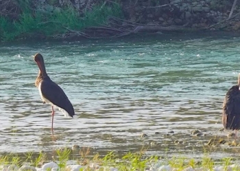 Ndryshimet e klimës sjellin dukuri të pazakonta për shpendët e ujit në Shqipëri