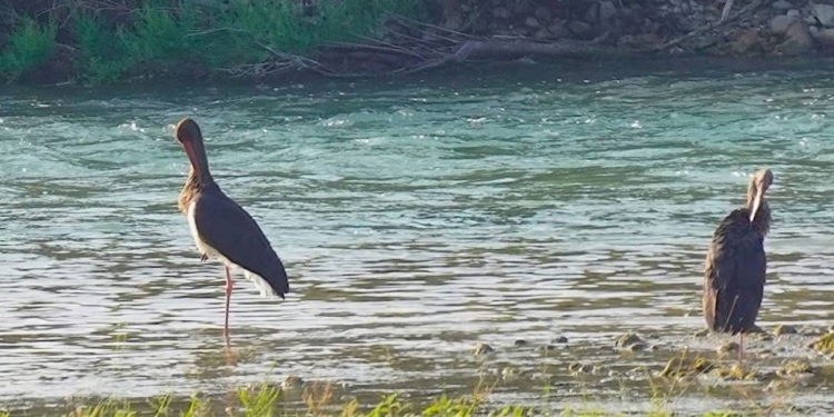 Ndryshimet e klimës sjellin dukuri të pazakonta për shpendët e ujit në Shqipëri