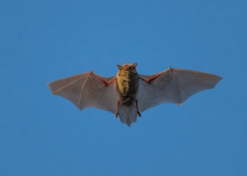Kina zbulon koronavirusin e ri, mund të infektojë njerëzit njëjtë si Covid-19