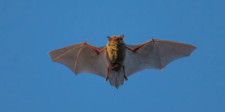 Kina zbulon koronavirusin e ri, mund të infektojë njerëzit njëjtë si Covid-19