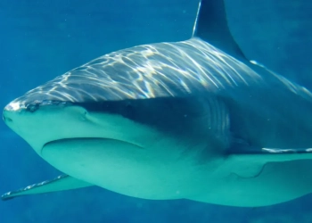 Një adoleshente mbytet nga peshkaqeni në Australi