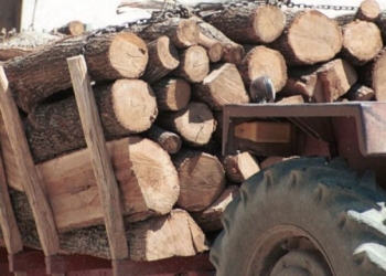 Kontrolli në Urën e Bistricës: Kamioni transportonte dru me dokument false