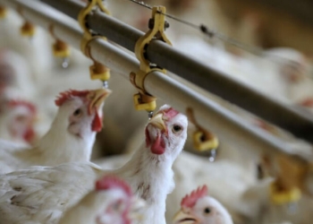 Gripi i shpezëve: AUV shton kontrollet në kufi