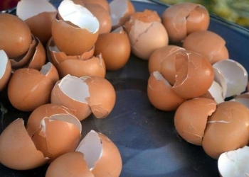 Mos e hidhni lëvozhgën e vezës, ka më shumë kalcium se çdo ushqim