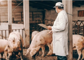 Murtaja Afrikane e Derrave mbërrin në Shqipëri, paraqiten disa raste në Lezhë