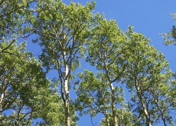 Plepi i bardhë, kuron më së miri ethet dhe reumatizmën