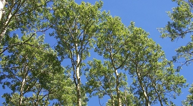 Plepi i bardhë, kuron më së miri ethet dhe reumatizmën