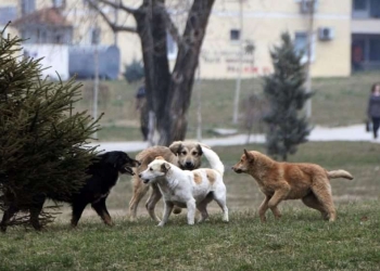 Komuna e Prishtinës: Kemi kapur 27 qen endacakë në “Zonën 1”