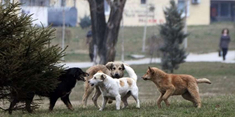 Komuna e Prishtinës: Kemi kapur 27 qen endacakë në “Zonën 1”