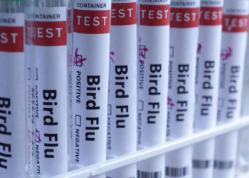 Shënohet rasti i parë i përhapjes së gripit të shpendëve në kafshë të tjera