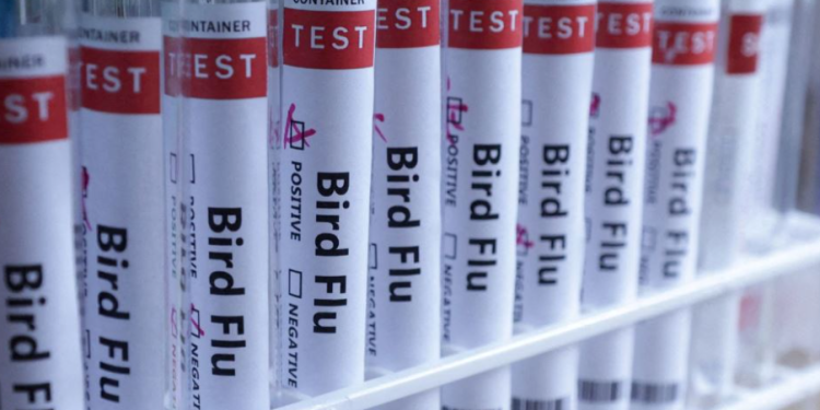 Shënohet rasti i parë i përhapjes së gripit të shpendëve në kafshë të tjera