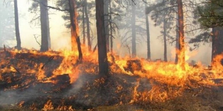 Policia reagon ndaj zjarreve të fundit, identifikon disa të dyshuar