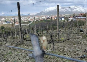 “Sivjet, zero prodhim” – Ngricat godasin bujqit dhe prodhimet e tyre