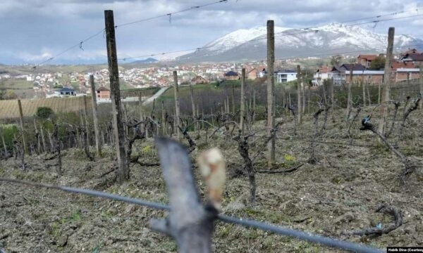 “Sivjet, zero prodhim” – Ngricat godasin bujqit dhe prodhimet e tyre