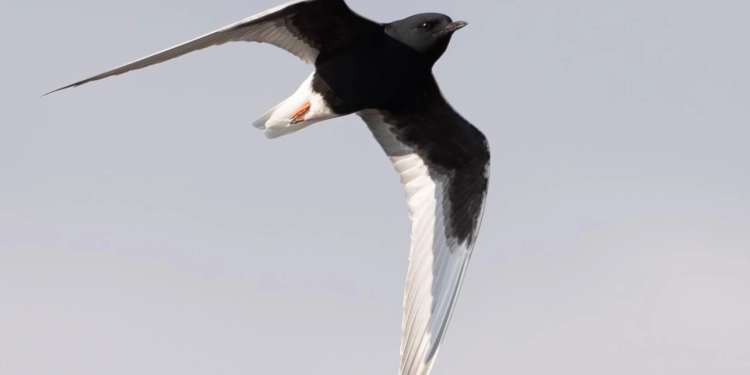 Dallëndyshja krahëbardhë e detit shtohet si specie e re në Kosovë