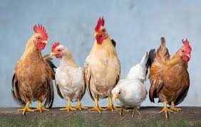 Gripi i shpendëve në Shqipëri: Asgjësohen gati 500 mijë pula të ngordhura