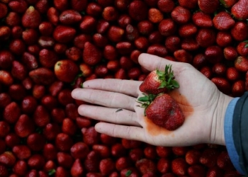 Tre ngarkesa me luleshtrydhe me pesticide të rrezikshme hyjnë nga Greqia në Shqipëri