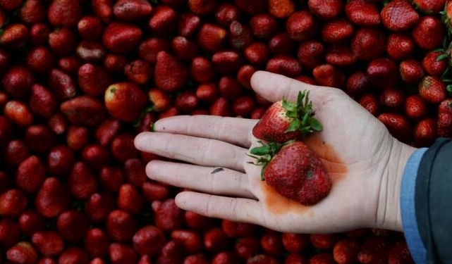 Tre ngarkesa me luleshtrydhe me pesticide të rrezikshme hyjnë nga Greqia në Shqipëri