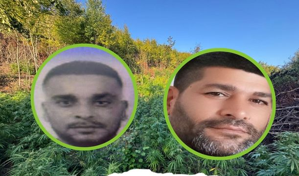 Kërkohet një muaj paraburgim për Klodian Coklin, i arrestuar për plantacionin 5 milionësh të kanabisit në Kosovë