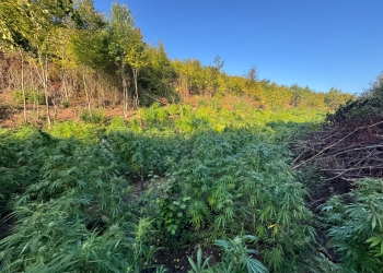 Arrestohet në Vërmicë një shtetas i Shqipërisë, i dyshuar për drogën në Sfërkë të Klinës