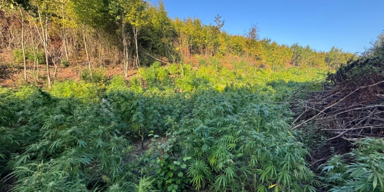 Arrestohet në Vërmicë një shtetas i Shqipërisë, i dyshuar për drogën në Sfërkë të Klinës