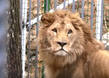 Luani në Kenia e mbyt një 14-vjeçare