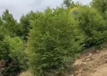 Zbulohet parcela me 1000 fidanë kanabisi në Libofshë, arrestohet një 63-vjeçar