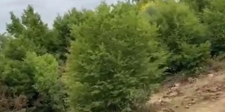 Zbulohet parcela me 1000 fidanë kanabisi në Libofshë, arrestohet një 63-vjeçar