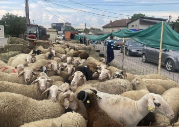 Interesim më i ulët për blerjen e kurbanëve, çmimi deri në 300 euro