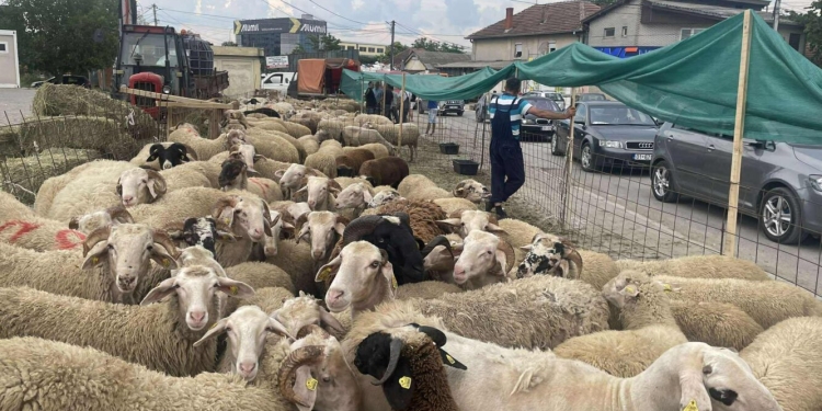 Interesim më i ulët për blerjen e kurbanëve, çmimi deri në 300 euro