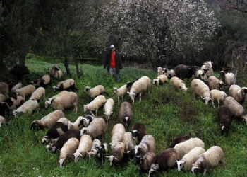 Konfirmohet vatra e dytë e murtajës në Korçë, do të asgjësohen 192 krerë bagëti