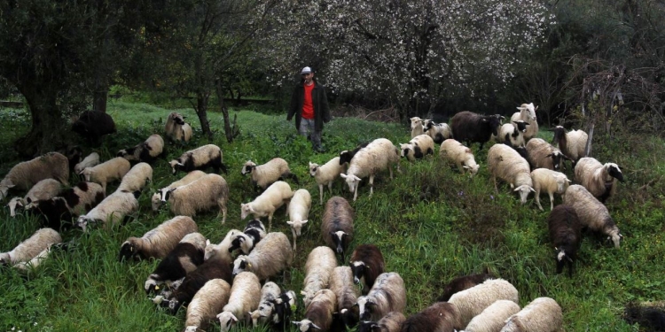 Konfirmohet vatra e dytë e murtajës në Korçë, do të asgjësohen 192 krerë bagëti