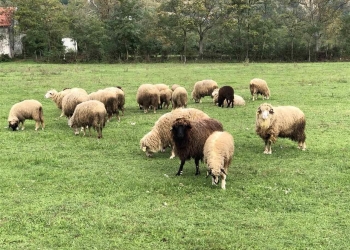 AUVK kërkon kujdes të shtuar të fermerëve në Kosovë, pas mortajës së dhenve dhe dhive në Shqipëri