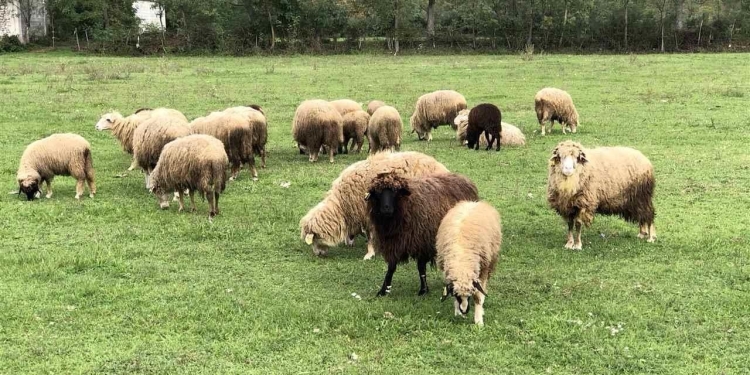 AUVK kërkon kujdes të shtuar të fermerëve në Kosovë, pas mortajës së dhenve dhe dhive në Shqipëri
