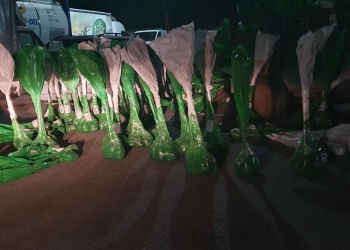 Kontrabandë me drunj dekorativë, policia konfiskon mallra në vlerë prej 7 mijë eurosh