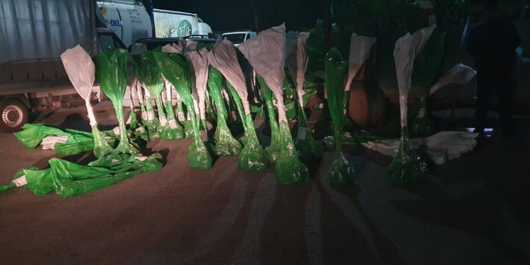 Kontrabandë me drunj dekorativë, policia konfiskon mallra në vlerë prej 7 mijë eurosh
