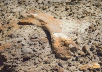 Një djalë 12-vjeçar zbulon fosile dinosauri 69 milionë vjeçar gjatë shëtitjes në Kanada