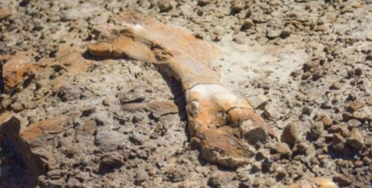 Një djalë 12-vjeçar zbulon fosile dinosauri 69 milionë vjeçar gjatë shëtitjes në Kanada