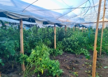 VV e konfirmon që kandidati për asamblist u arrestua, iu gjetën katër plantacione të kanabisit në Gjilan