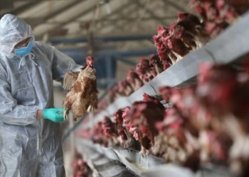 Kosova ndalon importin e shpezëve dhe produkteve të tyre nga Gjermania