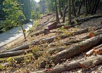Qytetarit i pritet pylli pa dëshirën e tij në Zubin Potok, kaq është dëmi