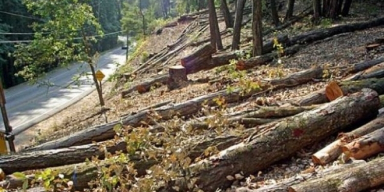 Qytetarit i pritet pylli pa dëshirën e tij në Zubin Potok, kaq është dëmi
