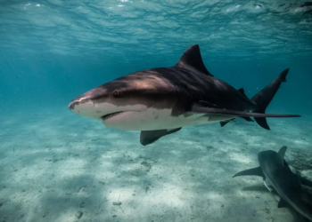 Katër sulme në 48 orë: Si u bënë plazhet e Australisë Lindore një ‘stuhi perfekte’ për peshkaqenët