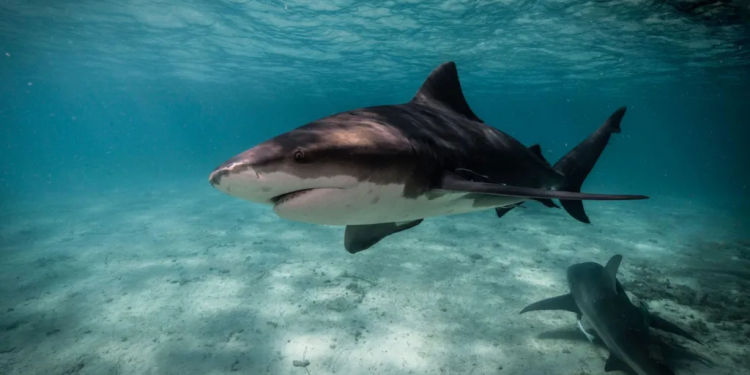 Katër sulme në 48 orë: Si u bënë plazhet e Australisë Lindore një ‘stuhi perfekte’ për peshkaqenët