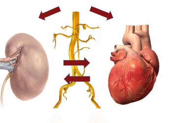 Veshkat e sëmura “helmojnë” zemrën: Shkencëtarët zbulojnë mekanizmin e fshehur