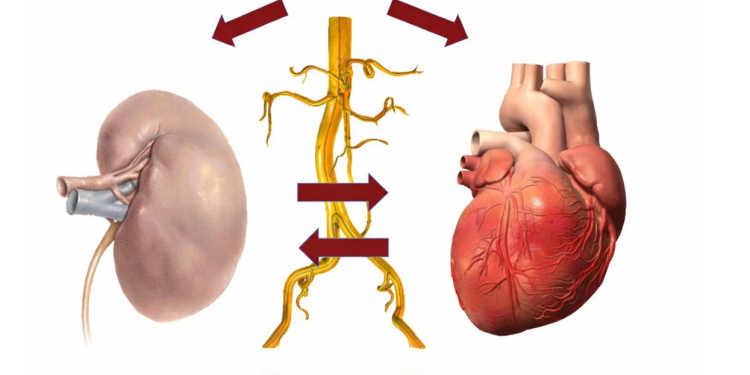 Veshkat e sëmura “helmojnë” zemrën: Shkencëtarët zbulojnë mekanizmin e fshehur