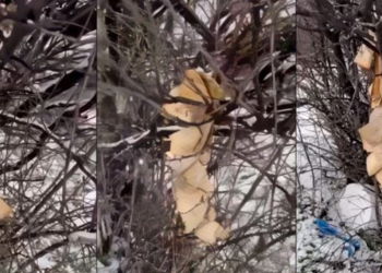 Dëmtohet Kurani në Gjakovë, policia nis hetimet