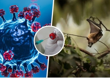 Nga India drejt botës? Çfarë duhet të dini për virusin Nipah