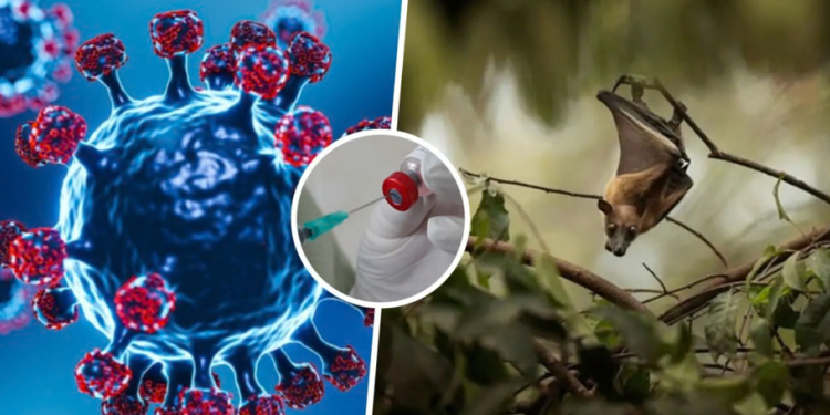 Nga India drejt botës? Çfarë duhet të dini për virusin Nipah